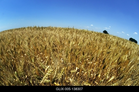Búzatábla Fertőszéplak határában-stock-foto