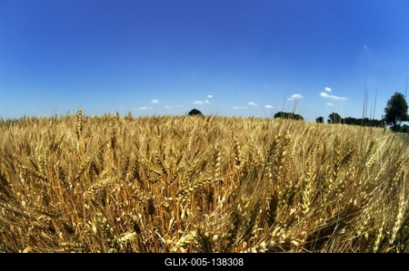 Búzatábla Fertőszéplak határában-stock-foto