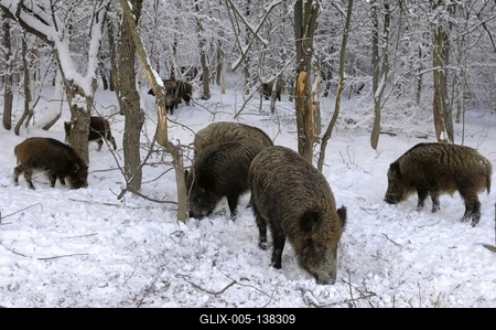 Somoskői Vadaspark-stock-foto