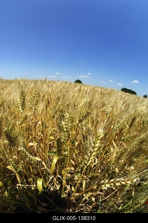 Búzatábla Fertőszéplak határában-stock-foto