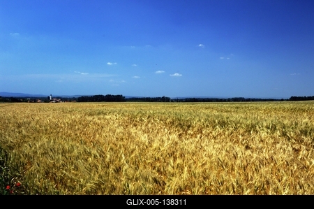 Búzatábla Fertőszéplak határában-stock-foto