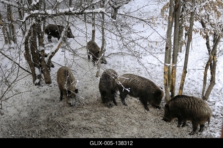 Somoskői Vadaspark-stock-foto