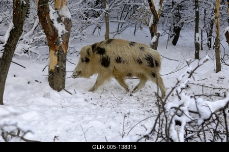 Somoskői Vadaspark-stock-foto