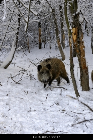 Somoskői Vadaspark-stock-foto