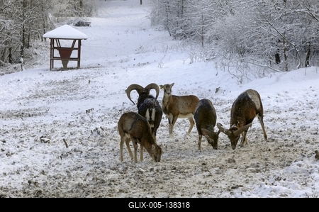 Somoskői Vadaspark-stock-foto