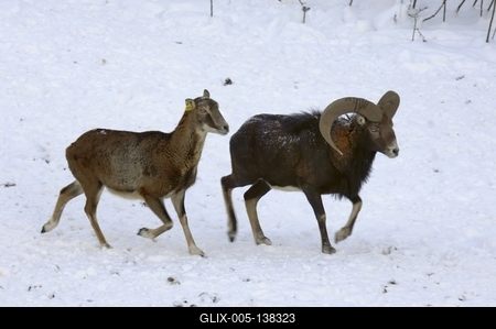 Somoskői Vadaspark-stock-foto