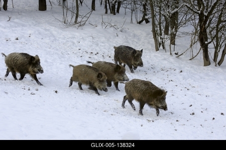 Somoskői Vadaspark-stock-foto
