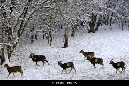 Somoskői Vadaspark-stock-foto