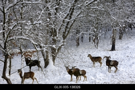 Somoskői Vadaspark-stock-foto