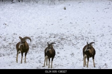 Somoskői Vadaspark-stock-foto