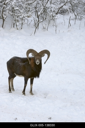 Somoskői Vadaspark-stock-foto