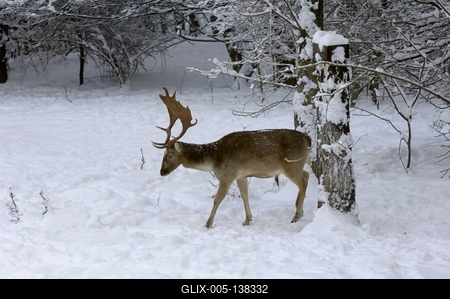 Somoskői Vadaspark-stock-foto
