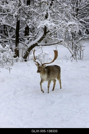 Somoskői Vadaspark-stock-foto