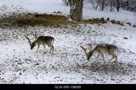 Somoskői Vadaspark-stock-foto