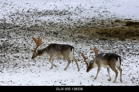 Somoskői Vadaspark-stock-foto
