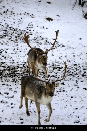 Somoskői Vadaspark-stock-foto