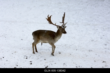 Somoskői Vadaspark-stock-foto