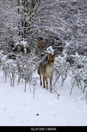Somoskői Vadaspark-stock-foto