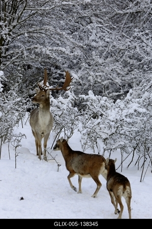 Somoskői Vadaspark-stock-foto