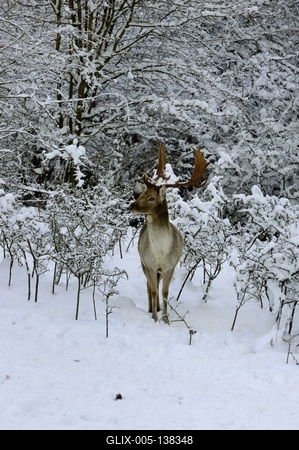 Somoskői Vadaspark-stock-foto