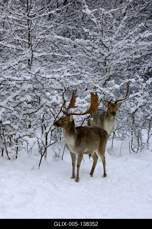 Somoskői Vadaspark-stock-foto