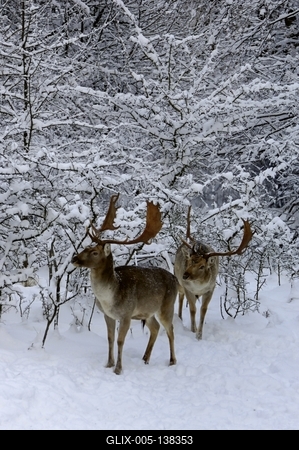Somoskői Vadaspark-stock-foto