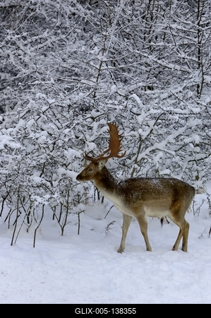 Somoskői Vadaspark-stock-foto
