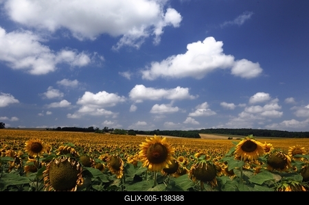 Somogyi táj virágzó napraforgó mezővel.-stock-foto