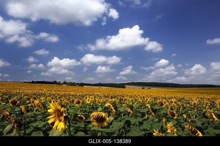 Somogyi táj virágzó napraforgó mezővel.-stock-foto