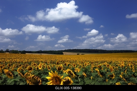 Somogyi táj virágzó napraforgó mezővel.-stock-foto