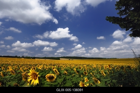 Somogyi táj virágzó napraforgó mezővel.-stock-foto