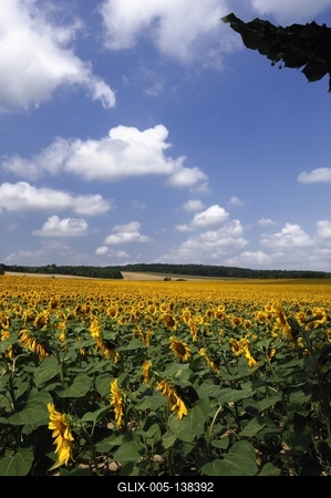 Somogyi táj virágzó napraforgó mezővel.-stock-foto