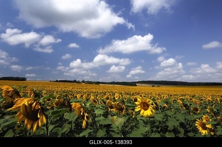 Somogyi táj virágzó napraforgó mezővel.-stock-foto