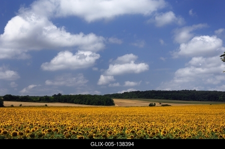 Somogyi táj virágzó napraforgó mezővel.-stock-foto