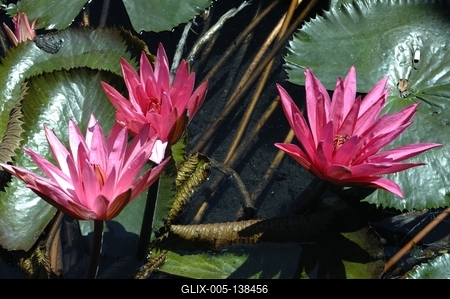 Virágzik a tündérrózsa a Hévízi-tóban-stock-foto