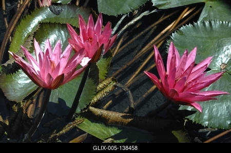 Virágzik a tündérrózsa a Hévízi-tóban-stock-foto