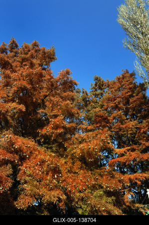Szarvas, fák a Holt-Körös partján-stock-foto
