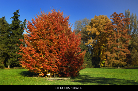 Őszi színekben pompázik a Szarvasi Arborétum-stock-foto