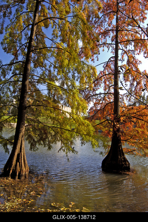 Szarvas, mocsári ciprusok a Holt-Körös partján-stock-foto