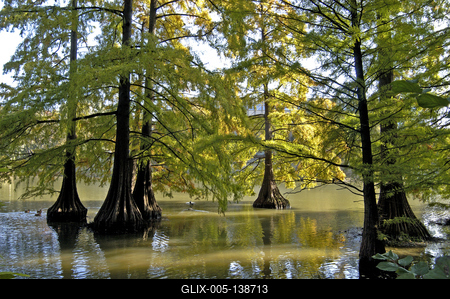 Szarvas, mocsári ciprusok a Holt-Körös partján-stock-foto
