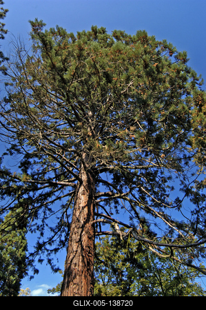 A Szarvasi Arborétum (Pepi-kert)-stock-foto