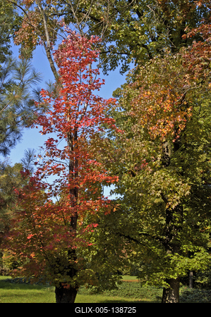 Őszi színekben pompázik a Szarvasi Arborétum-stock-foto