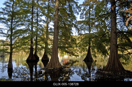 Szarvas, mocsári ciprusok a Holt-Körös partján-stock-foto