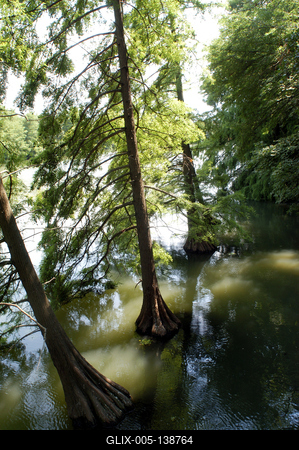 Szarvas, mocsári ciprusok a Holt-Körös partján-stock-foto