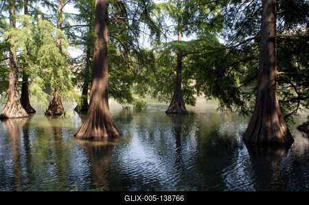Szarvas, mocsári ciprusok a Holt-Körös partján-stock-foto