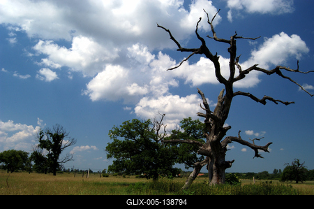 Bélmegyer, Fáspuszta-stock-foto