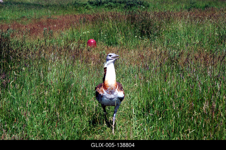 Dévaványa, Túzokrezervátum-stock-foto