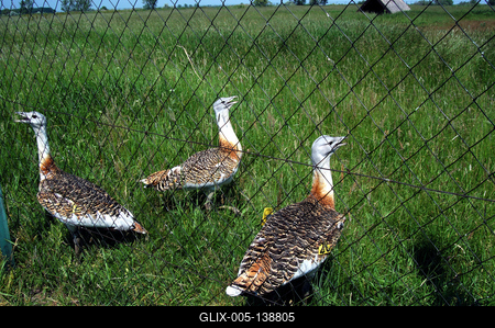 Dévaványa, Túzokrezervátum-stock-foto