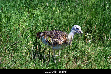Dévaványa, Túzokrezervátum-stock-foto