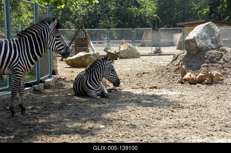 Debrecen, Állat- és Növénykert-stock-foto